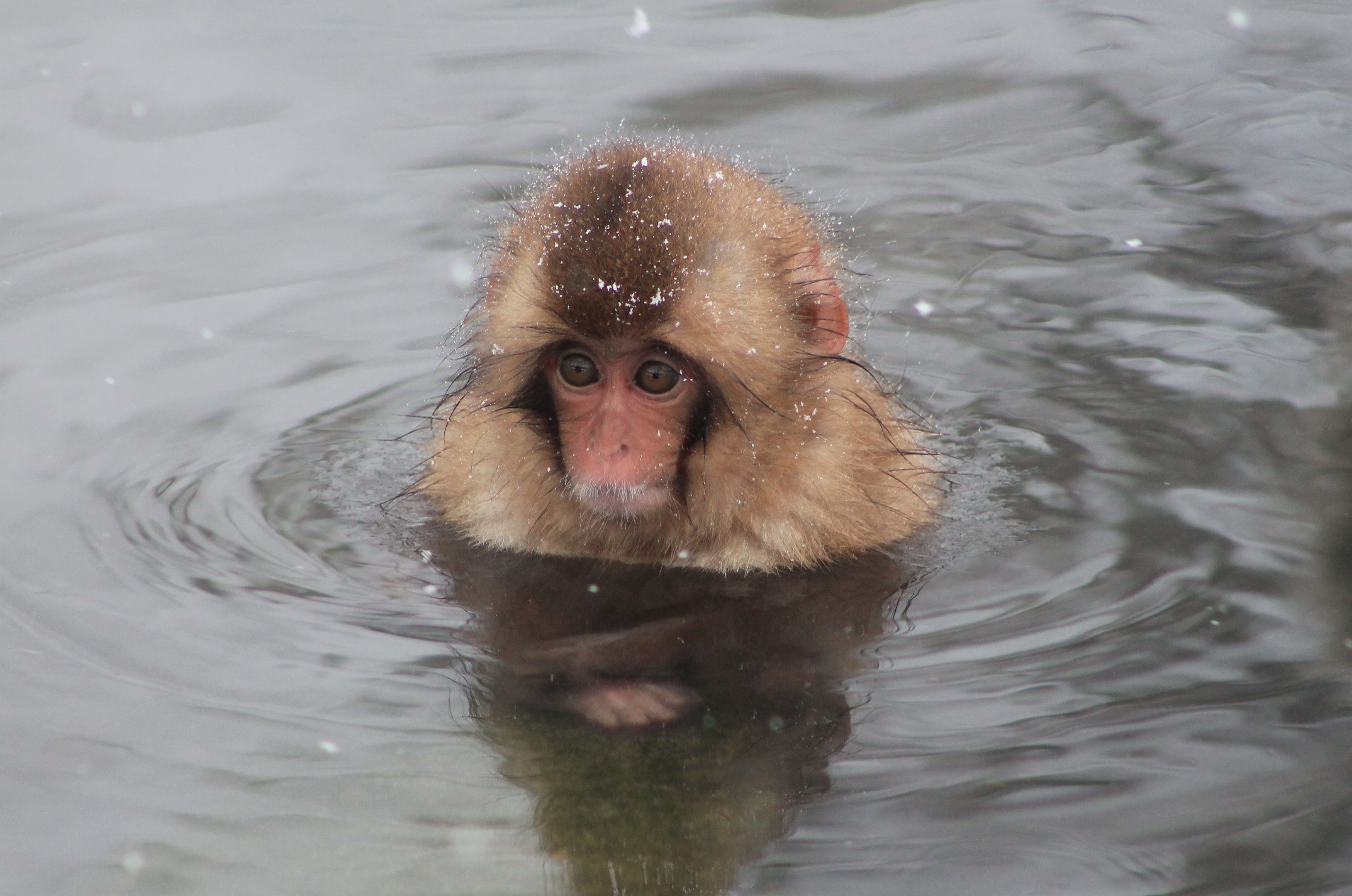 Japanese Macaque (Macaca fuscata)