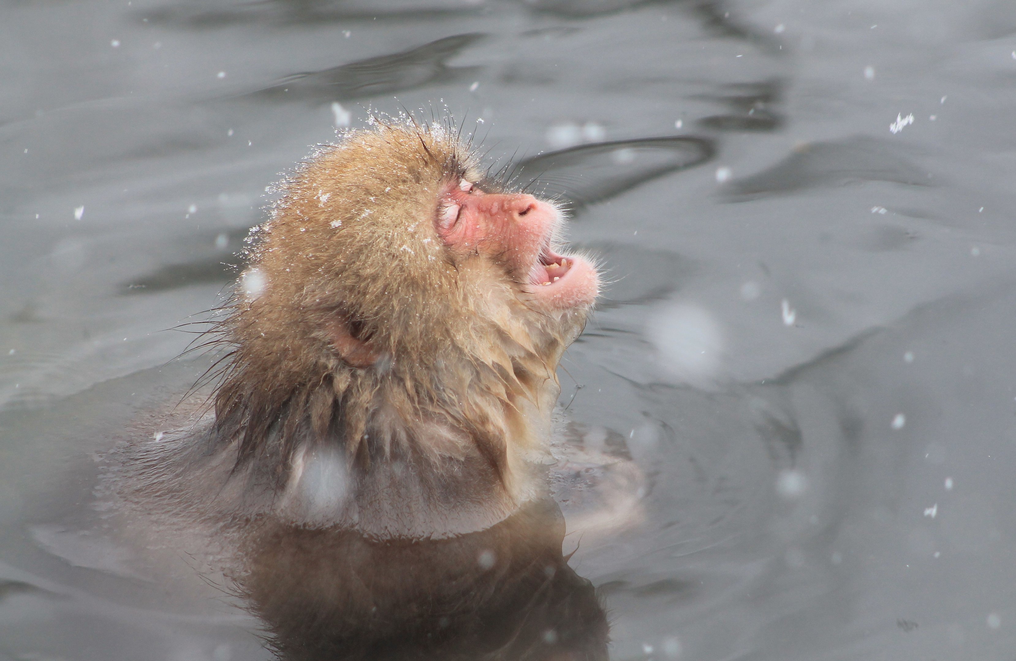 Japanese Macaque (Macaca fuscata)