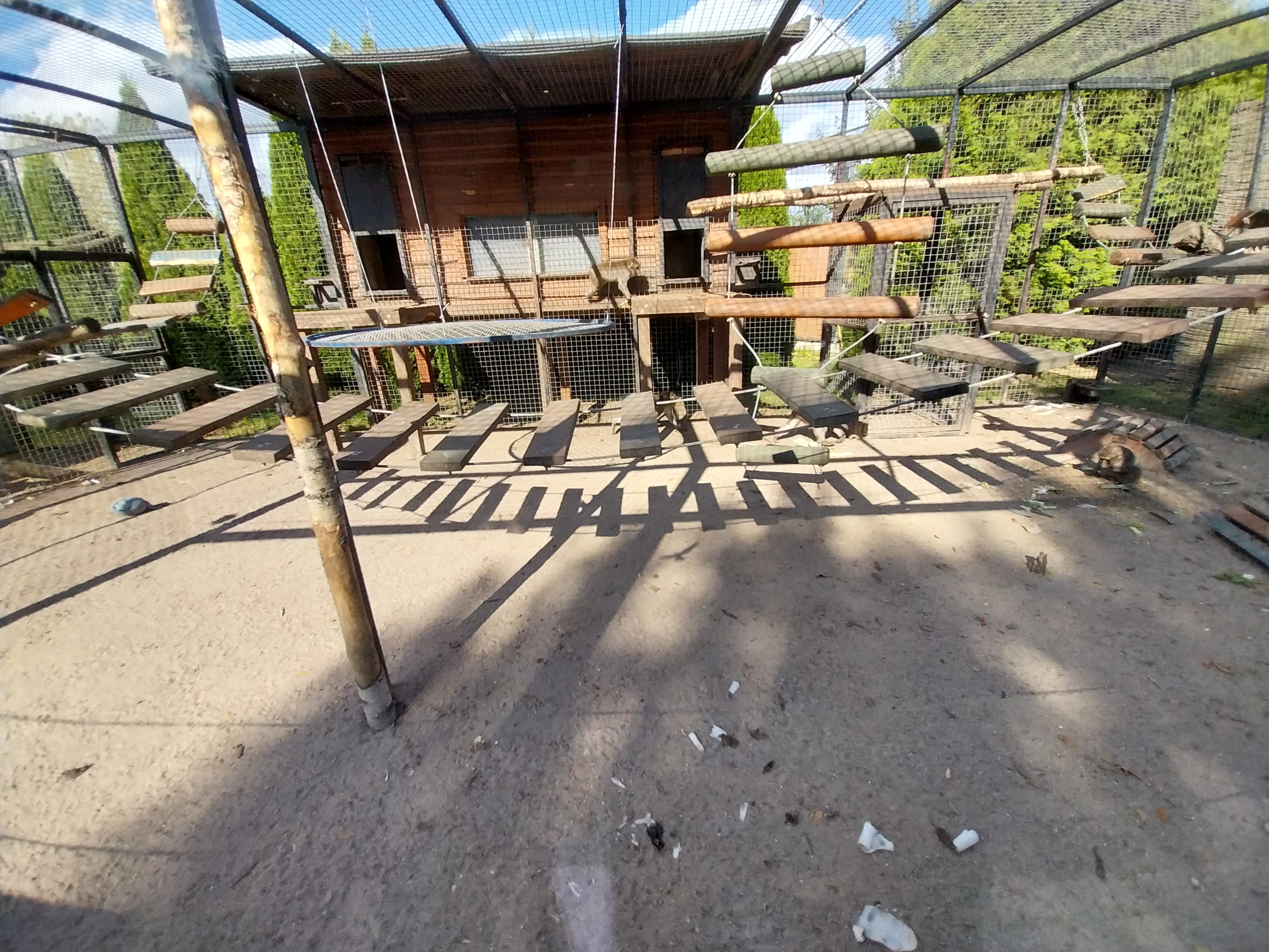 Japanese macaque (Macaca fuscata)