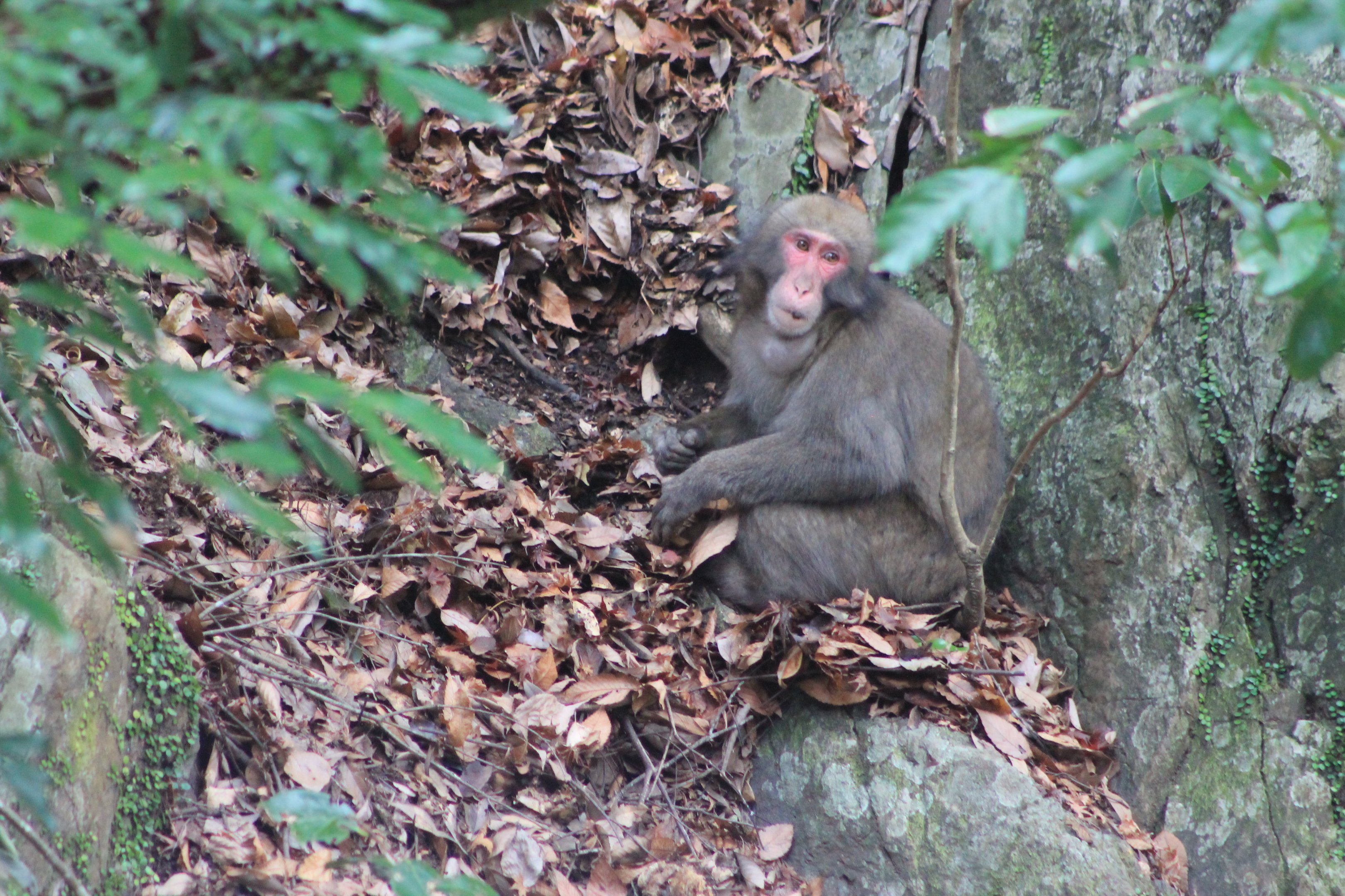 Japanese Macaque (Macaca fuscata)