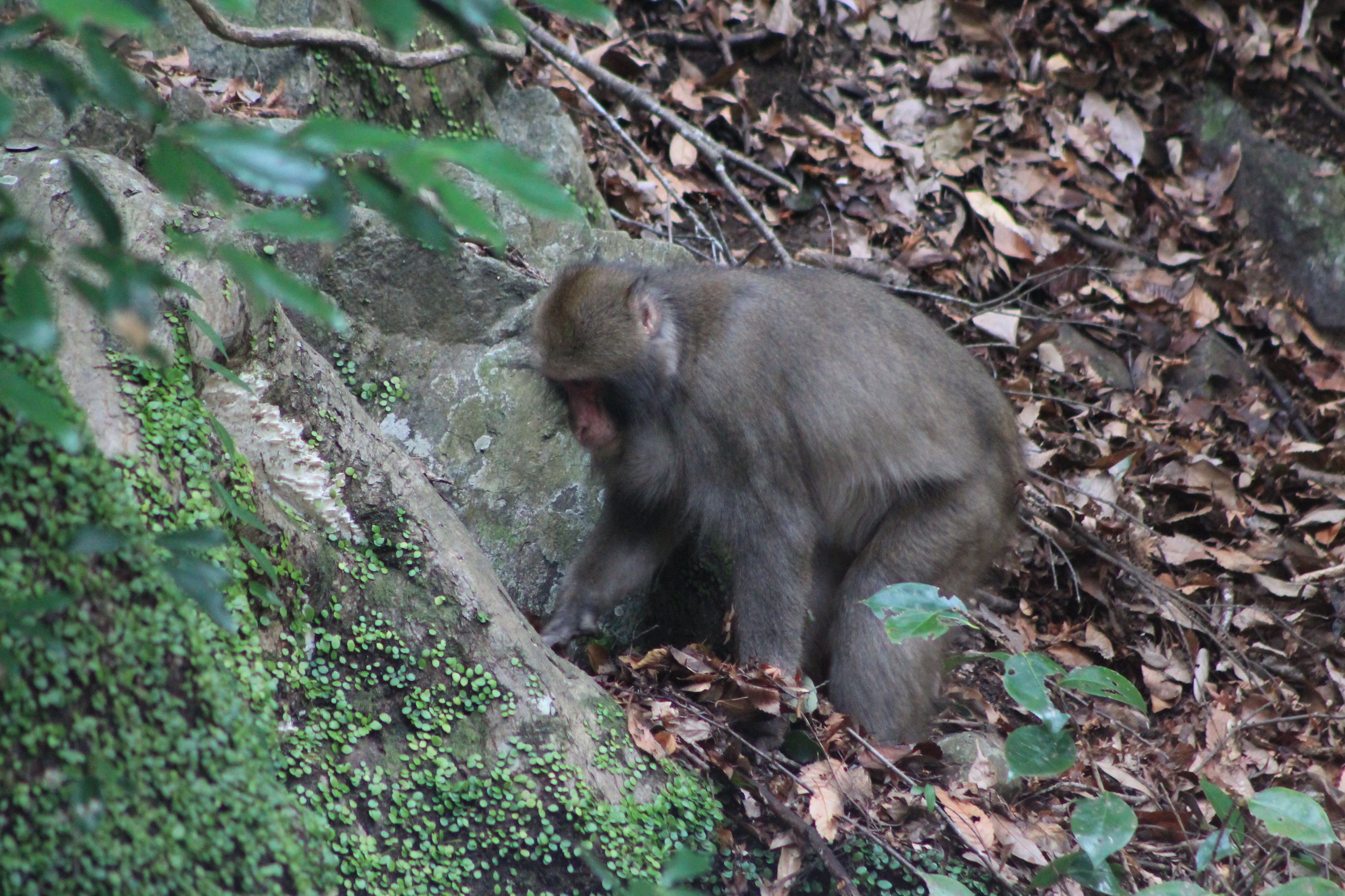 Japanese Macaque (Macaca fuscata)