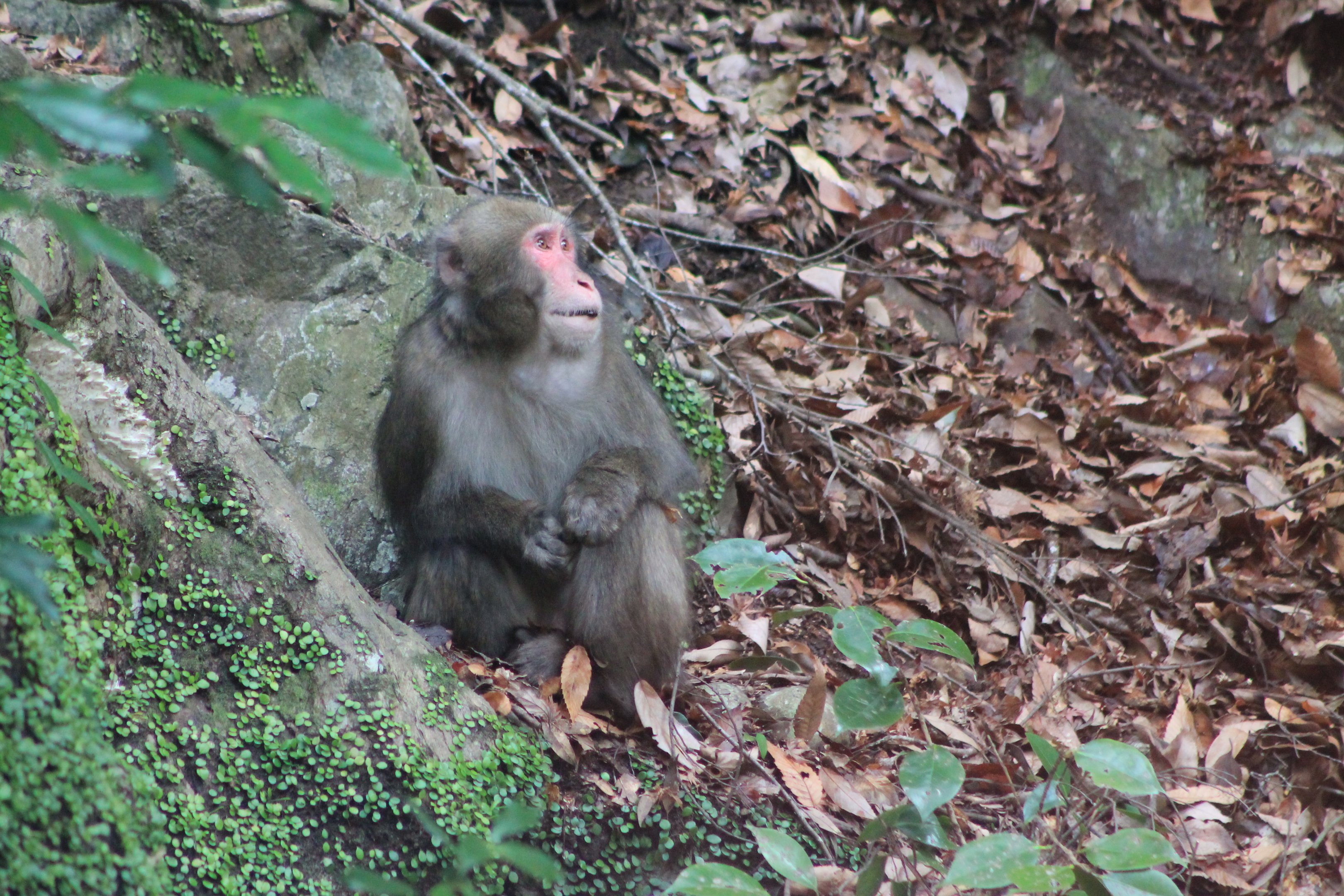 Japanese Macaque (Macaca fuscata)