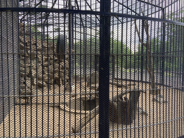 Japanese macaque (Macaca fuscata)