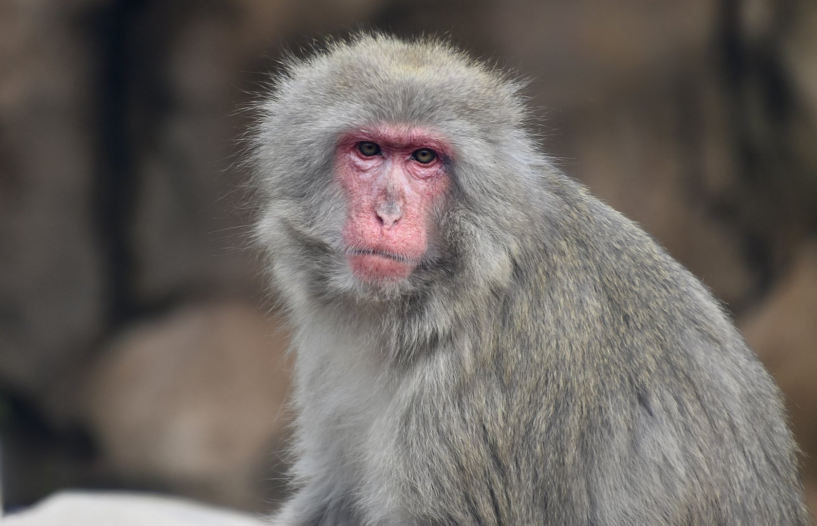 Japanese Macaque (Macaca fuscata)