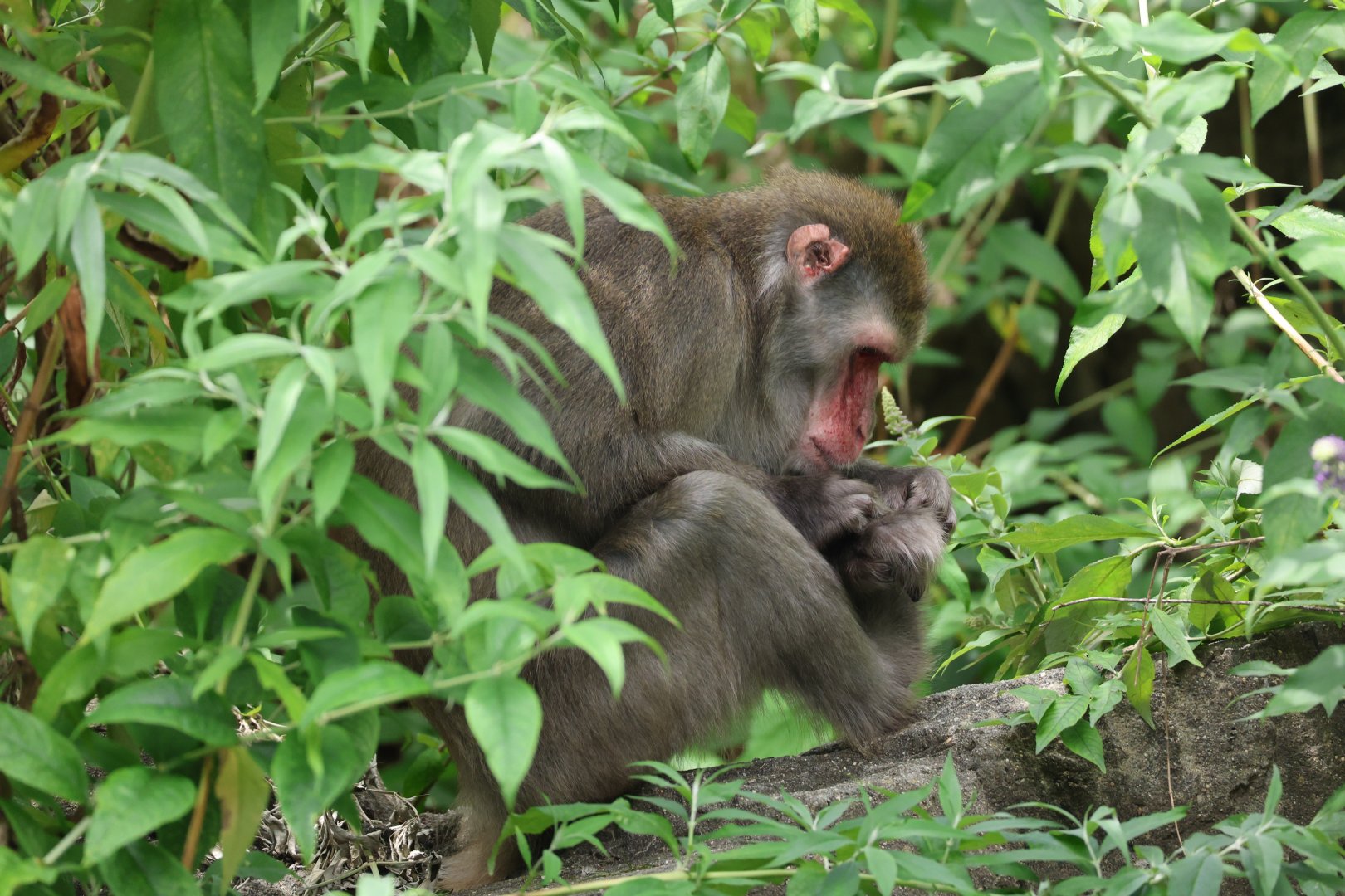 Japanese macaque (Macaca fuscata)