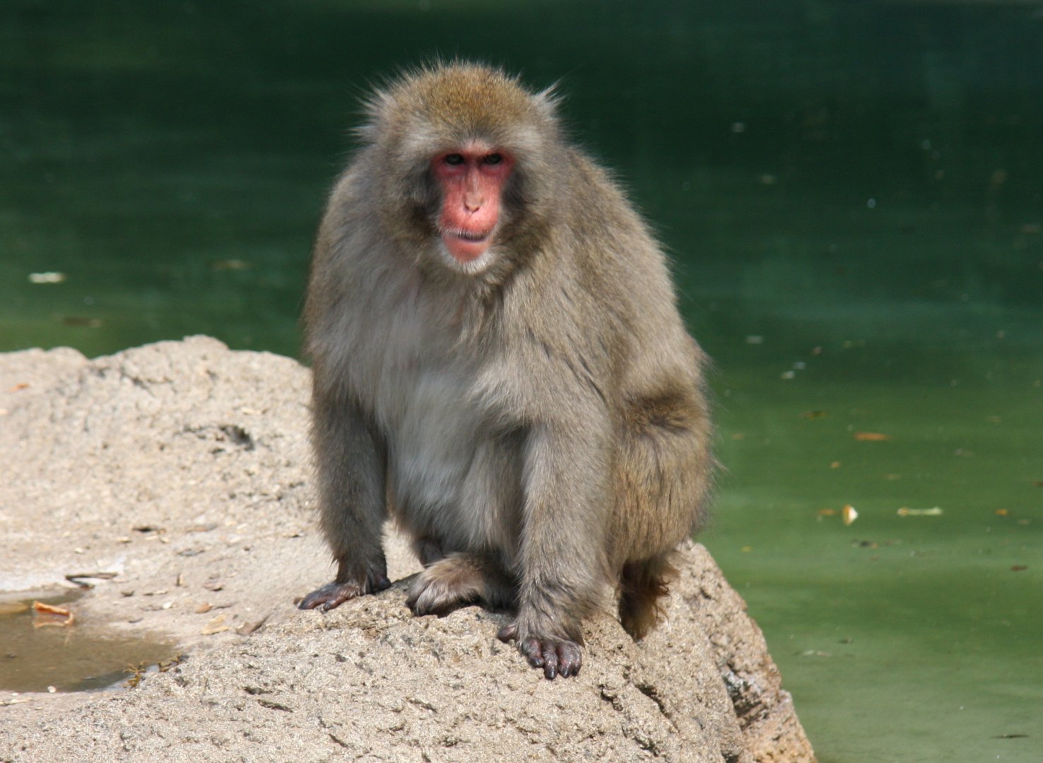 Japanese macaque (Macaca fuscata)