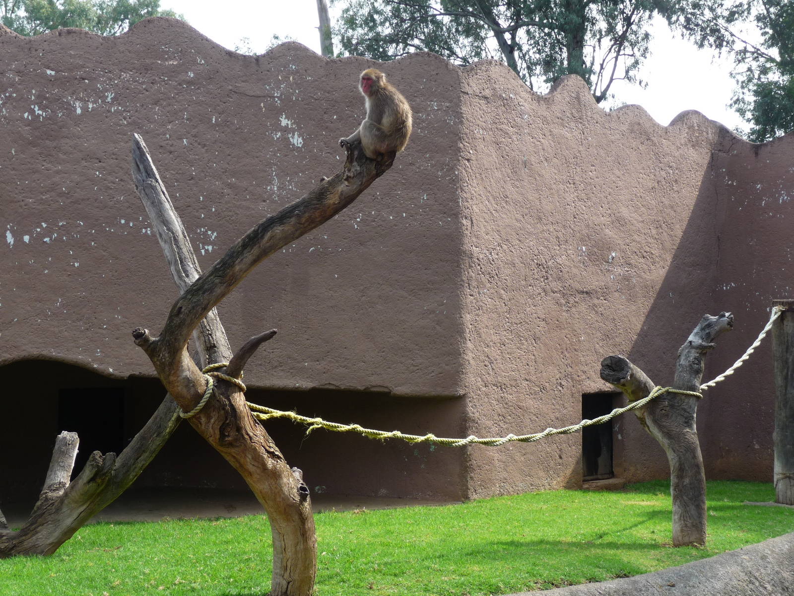 japanese macaque morelia zoo