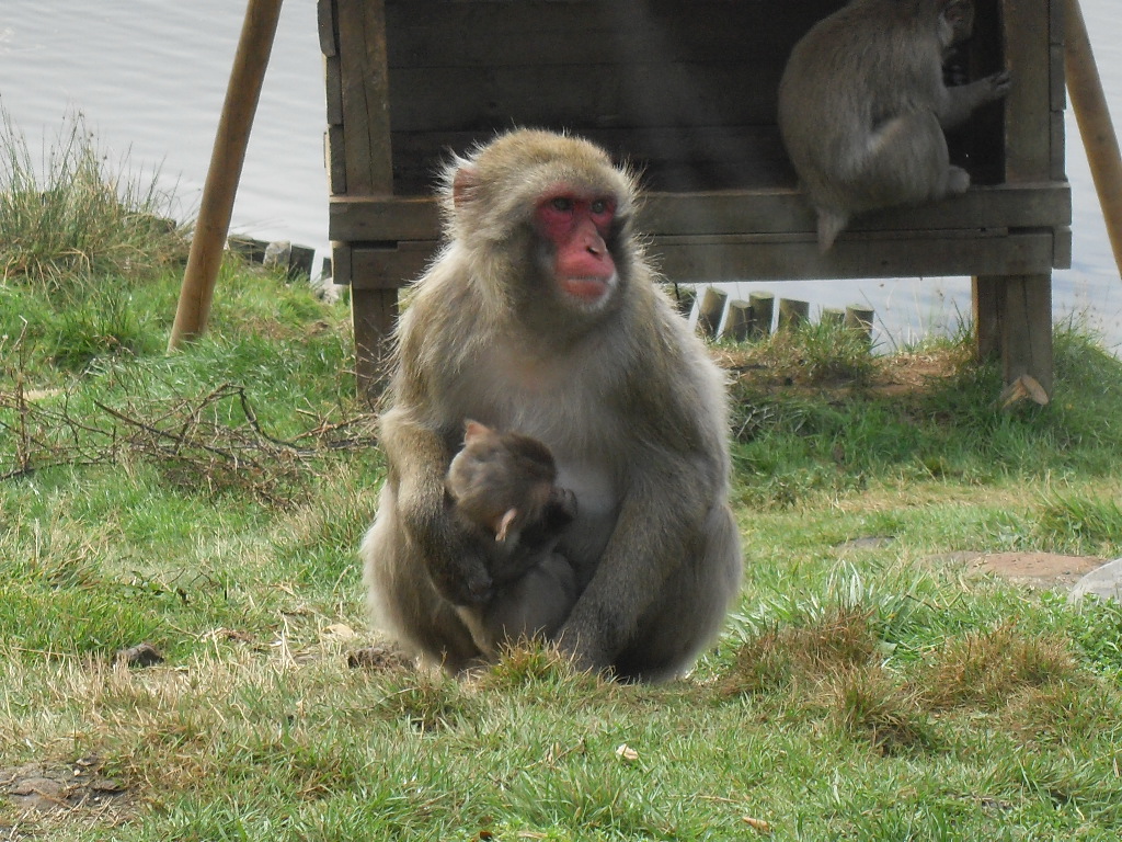 Japanese macaque mother & baby