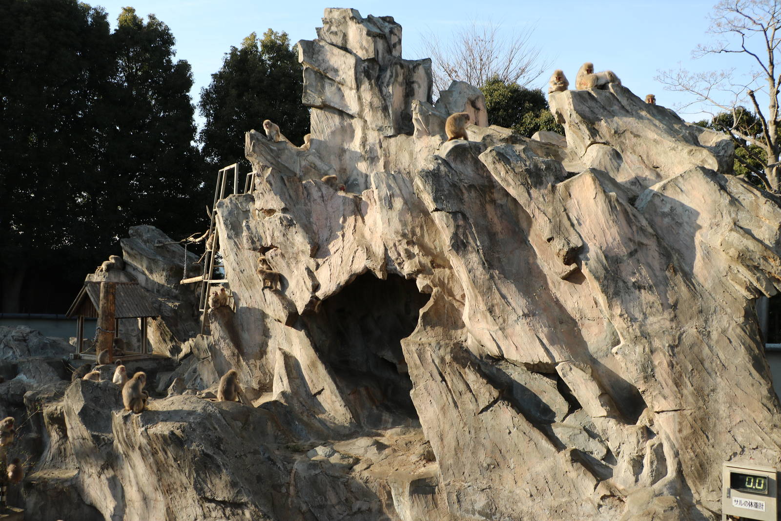 Japanese macaque mountain, February 2016