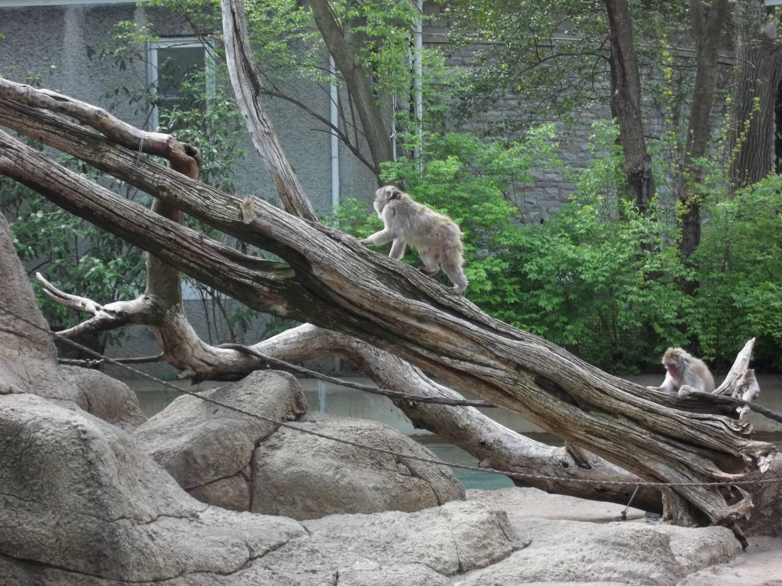 Japanese Macaque on the Move