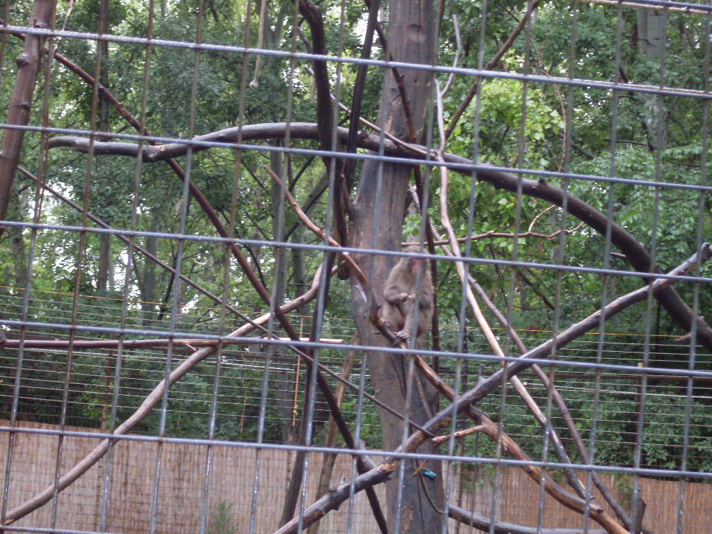 Japanese macaque outdoor exhibit