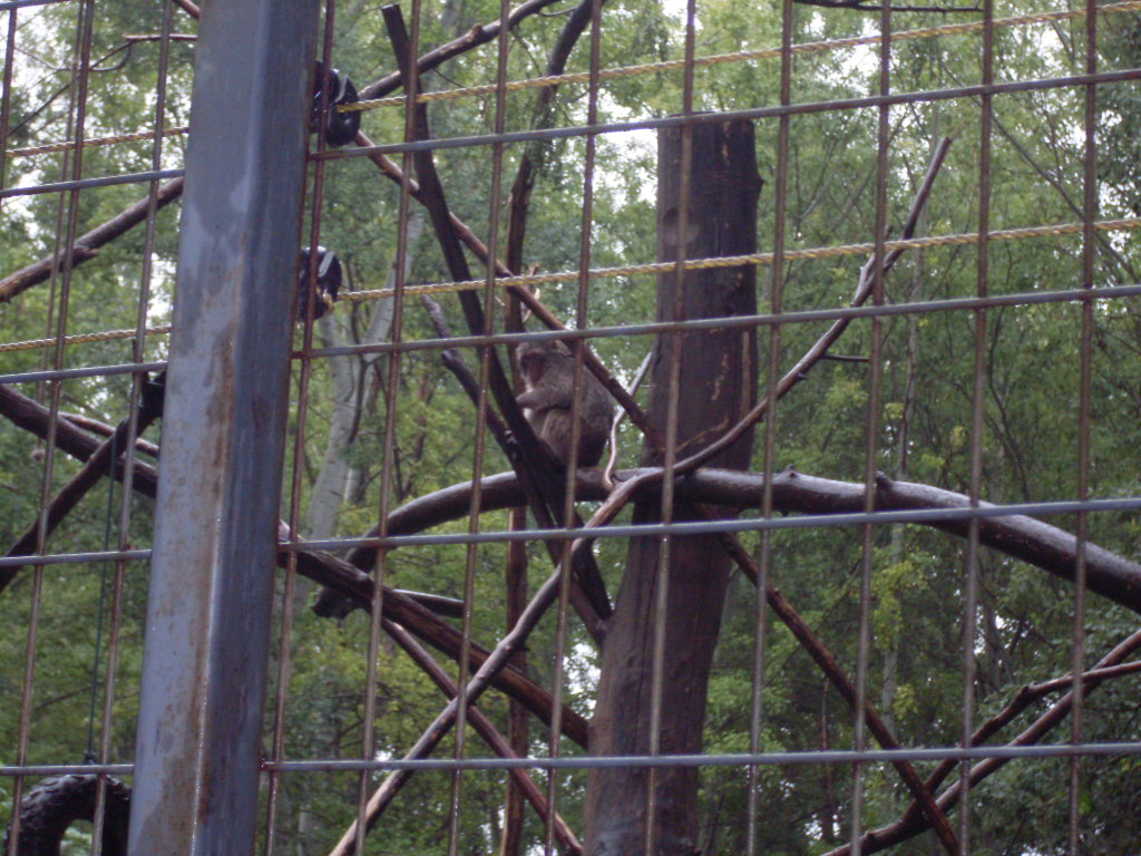 Japanese macaque outdoor exhibit