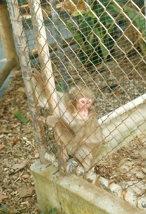 Japanese Macaque, Perth Zoo - June 1987