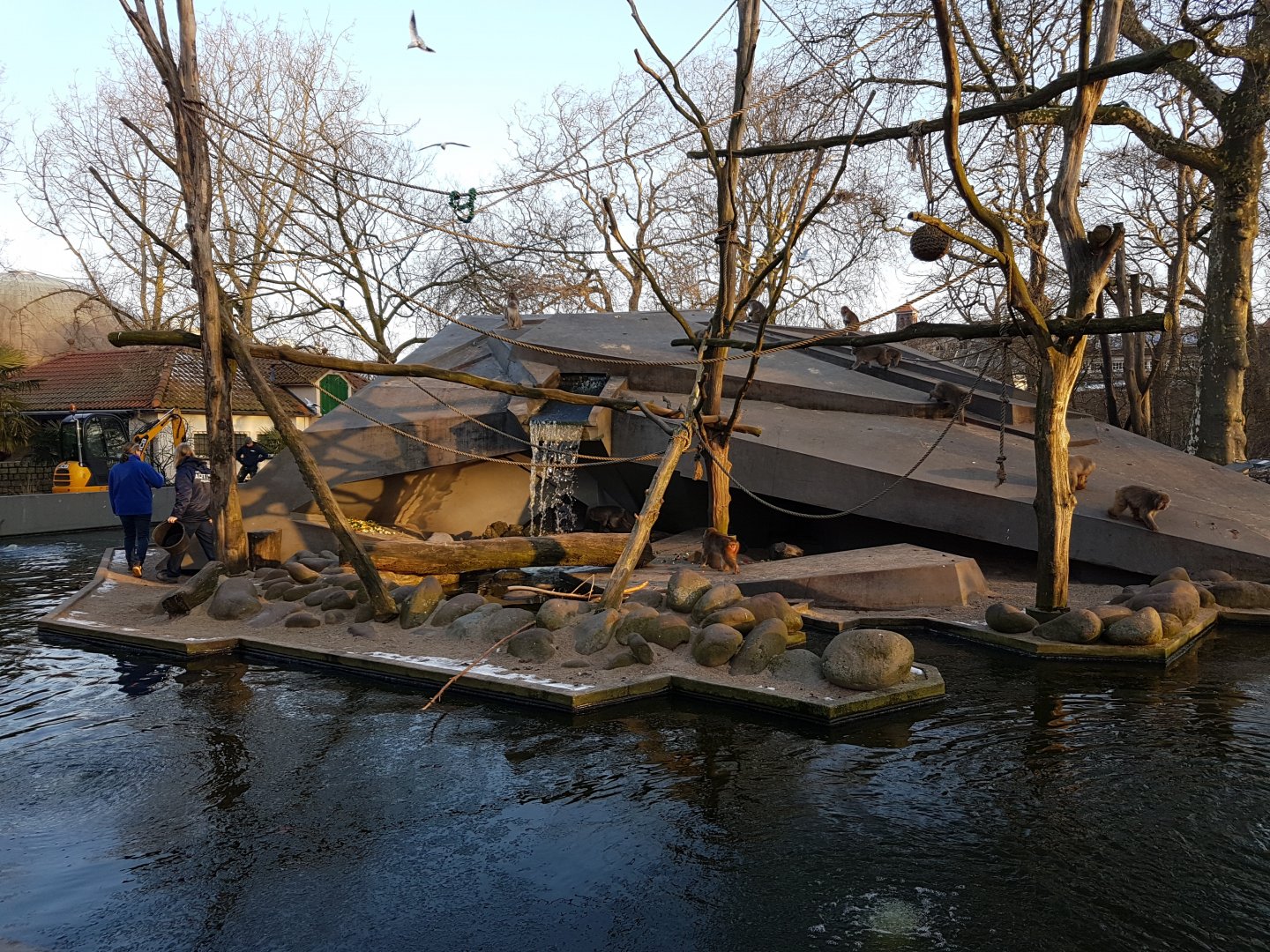 Japanese macaque-rock