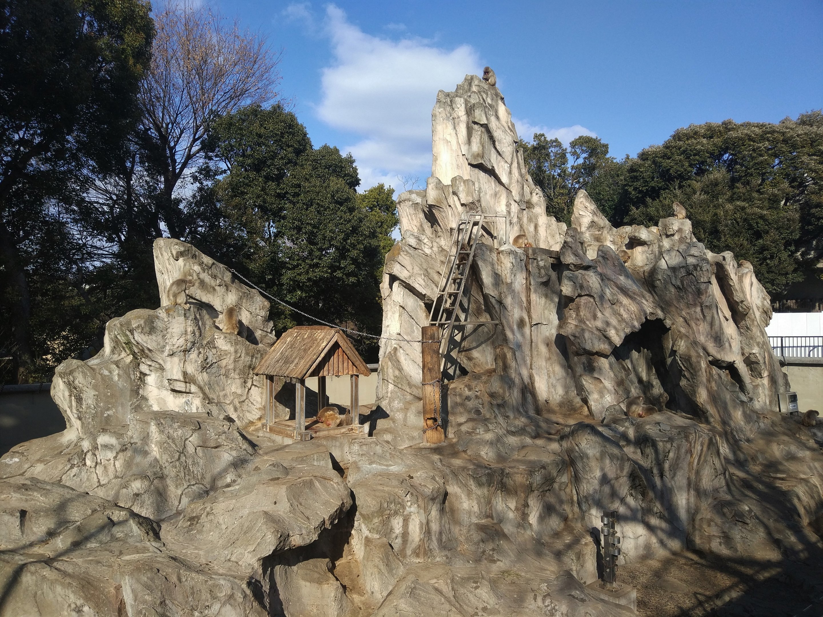 Japanese Macaque Rock