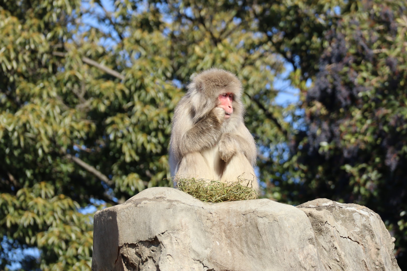 Japanese Macaque (Shimokita Peninsula population)