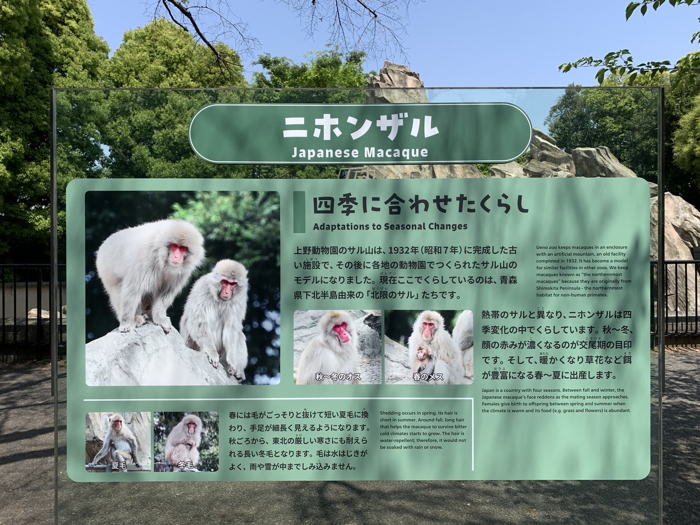 Japanese Macaque Sign