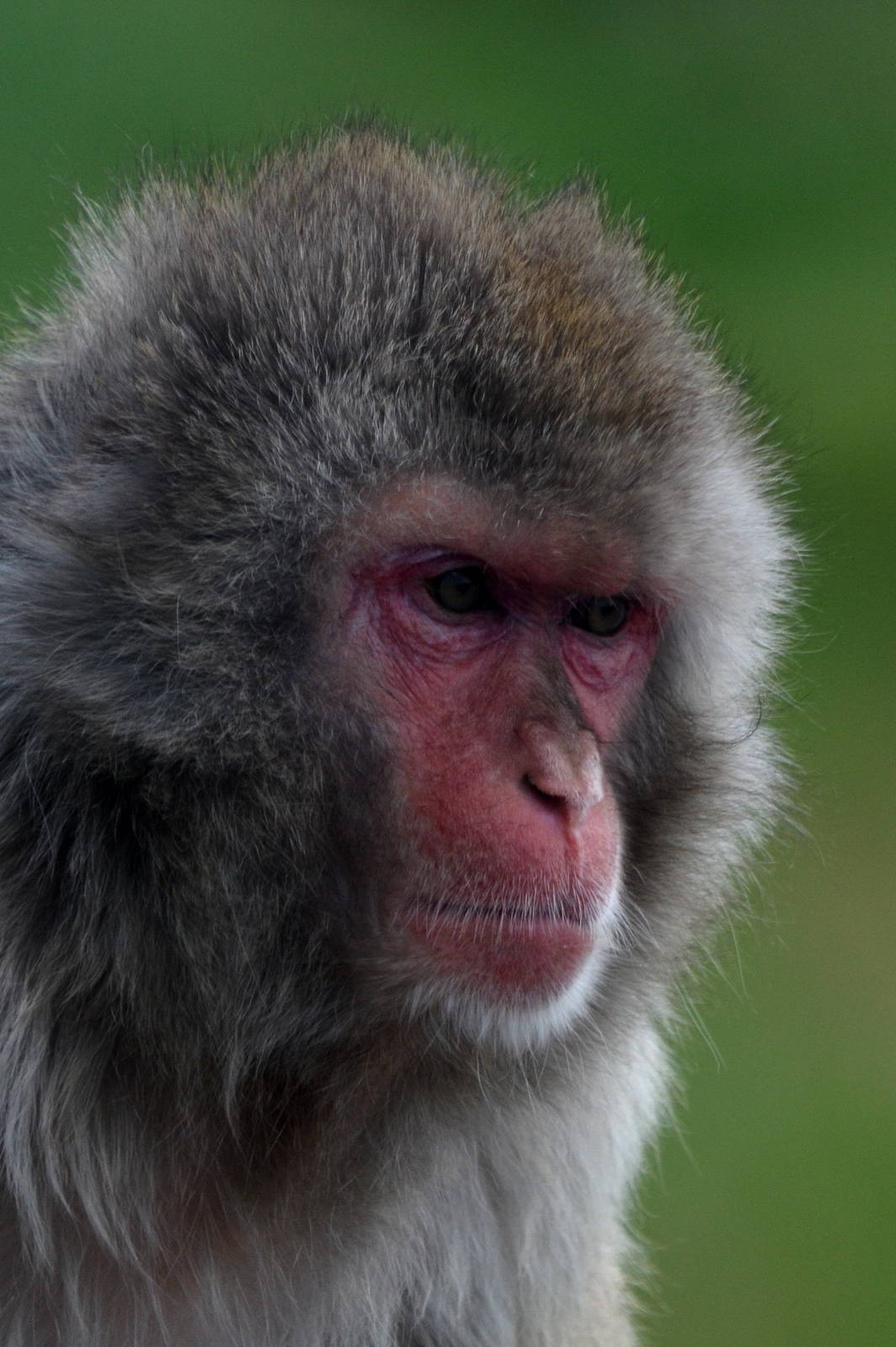 Japanese macaque ( Snow Monkey )