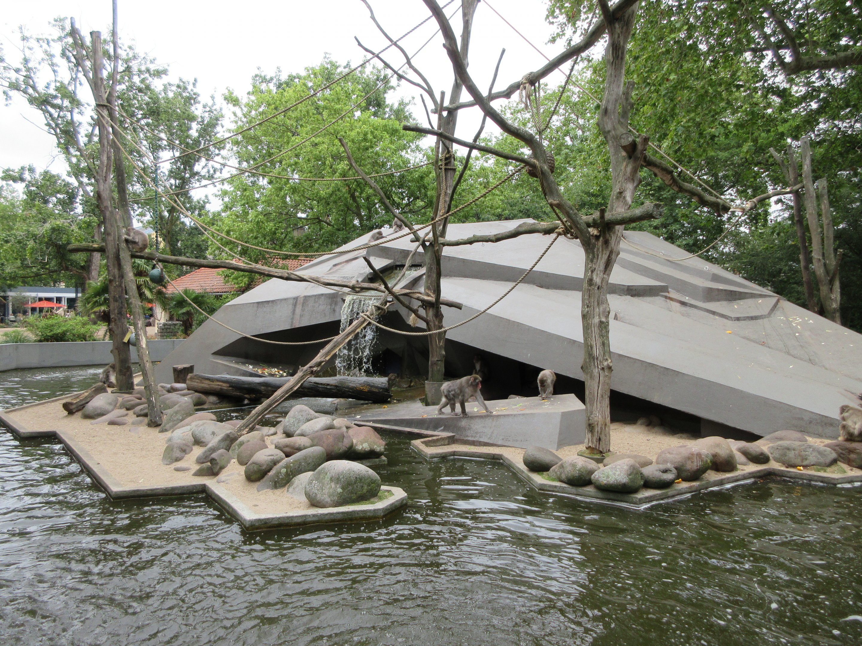 Japanese Macaque Spaceship