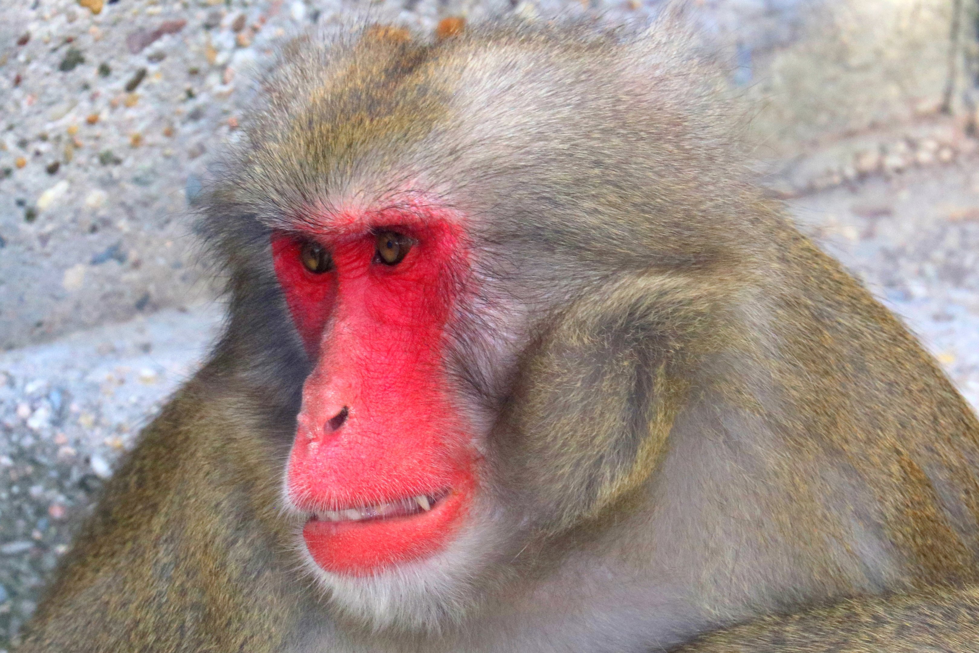 Japanese macaque; Stuttgart; 5th September 2019