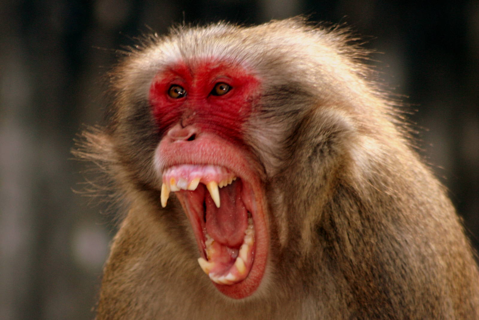 Japanese macaque; Stuttgart; 9th September 2015