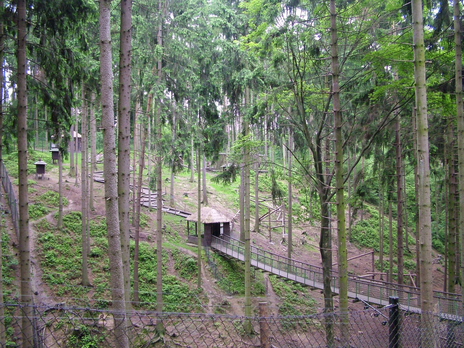 Japanese Macaque walkthrough at Olomouc 30/05/10