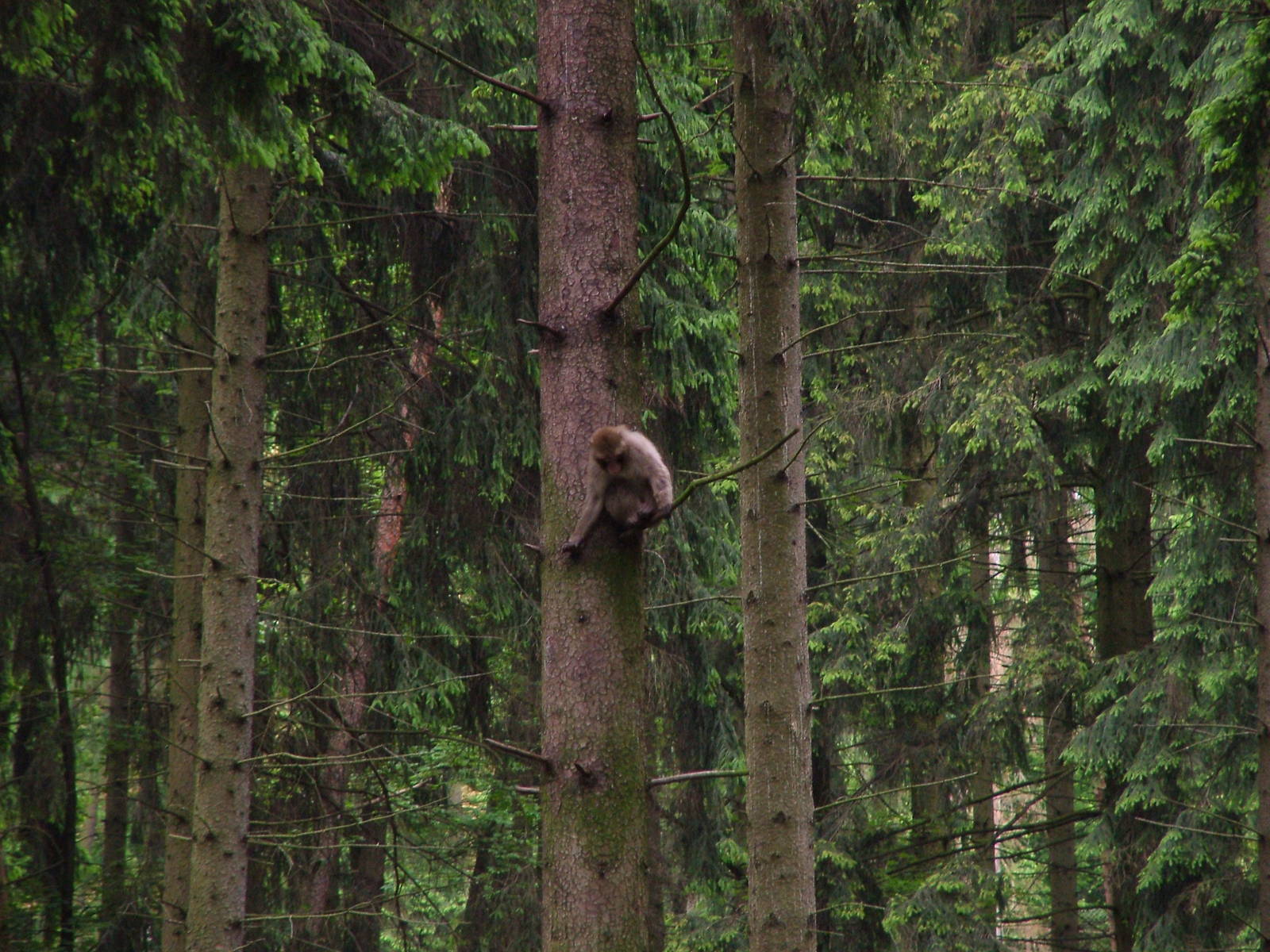 Japanese Macaque walkthrough at Olomouc 30/05/10