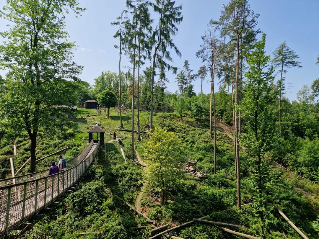 Japanese Macaque  Walktrough exhibit view from the bottom