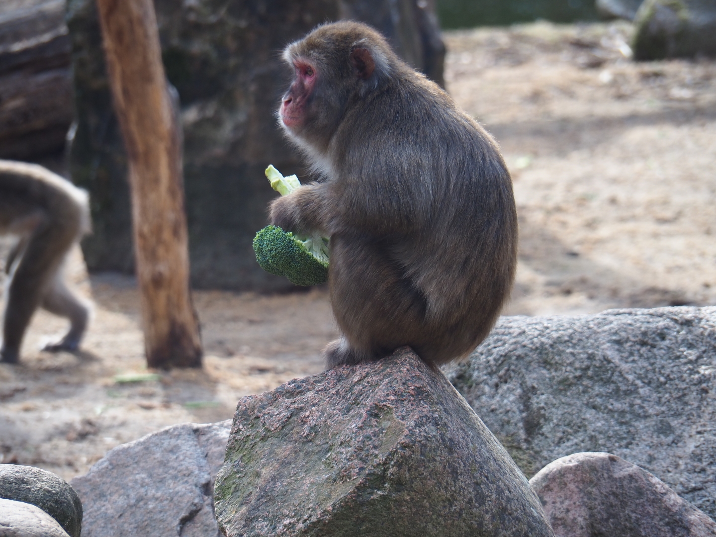 Japanese macaque with a broccoli