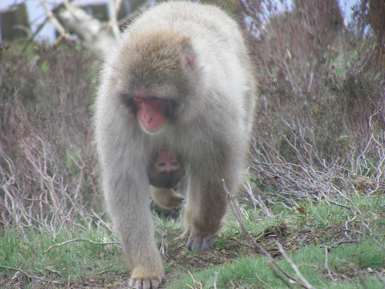 Japanese macaque with baby at Highland Wildlife Park, 17 May 2010