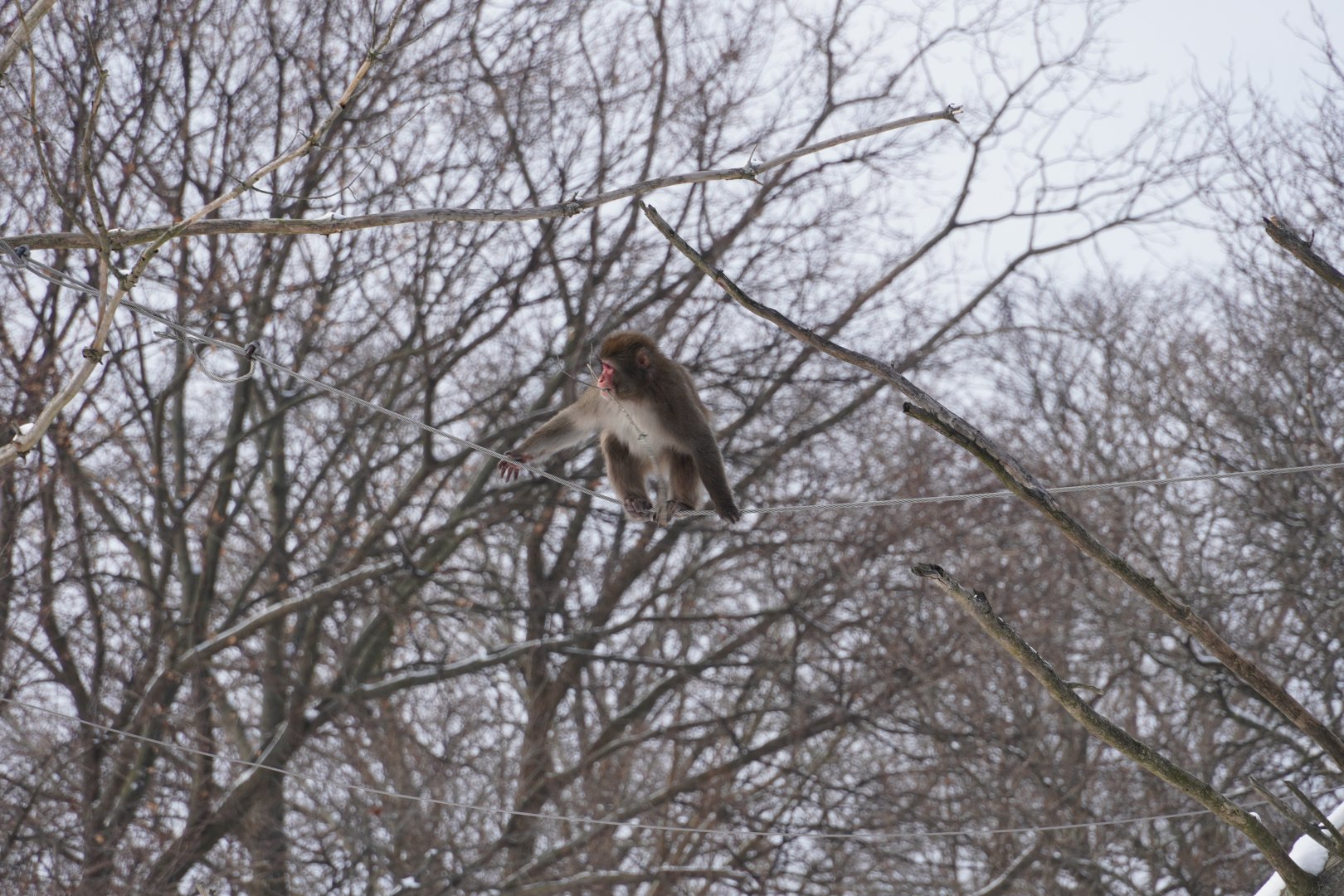 Japanese Macaque with stick