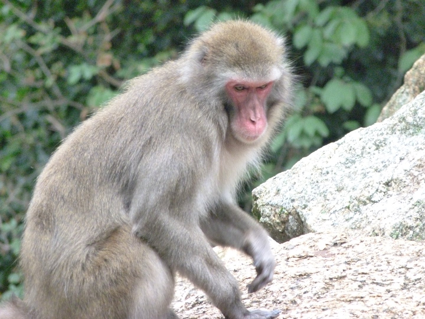 Japanese macaque -Zoologischer Garten Berlin (2024)
