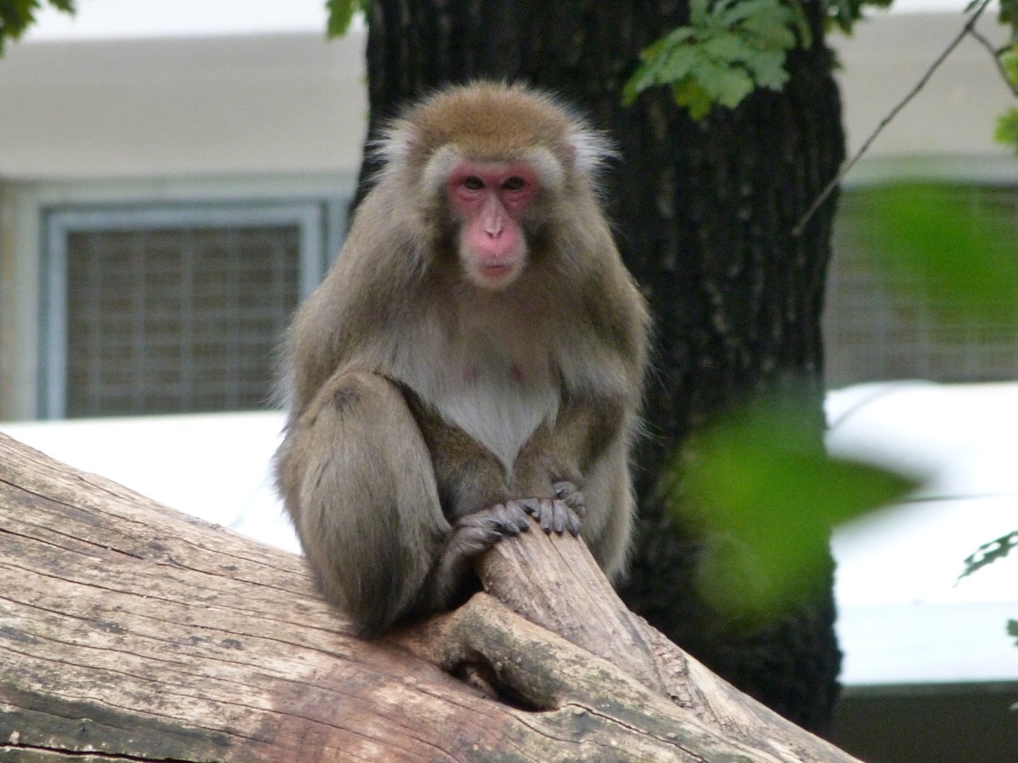 Japanese macaque -Zoologischer Garten Berlin (2024)