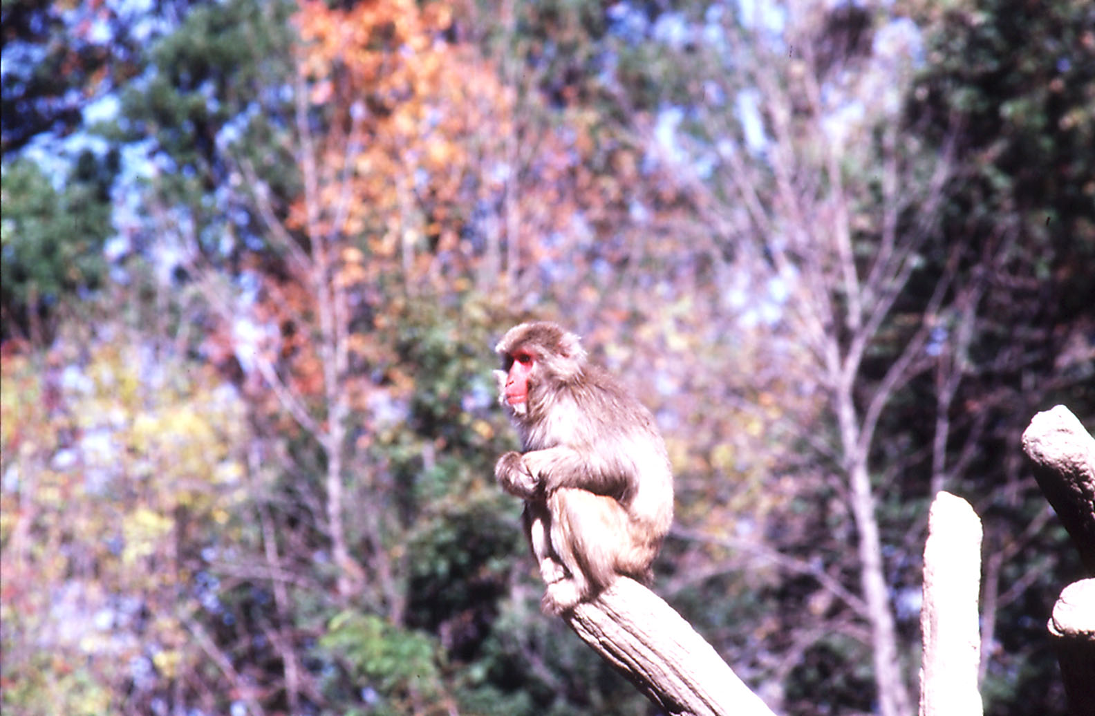 Japanese Macaque