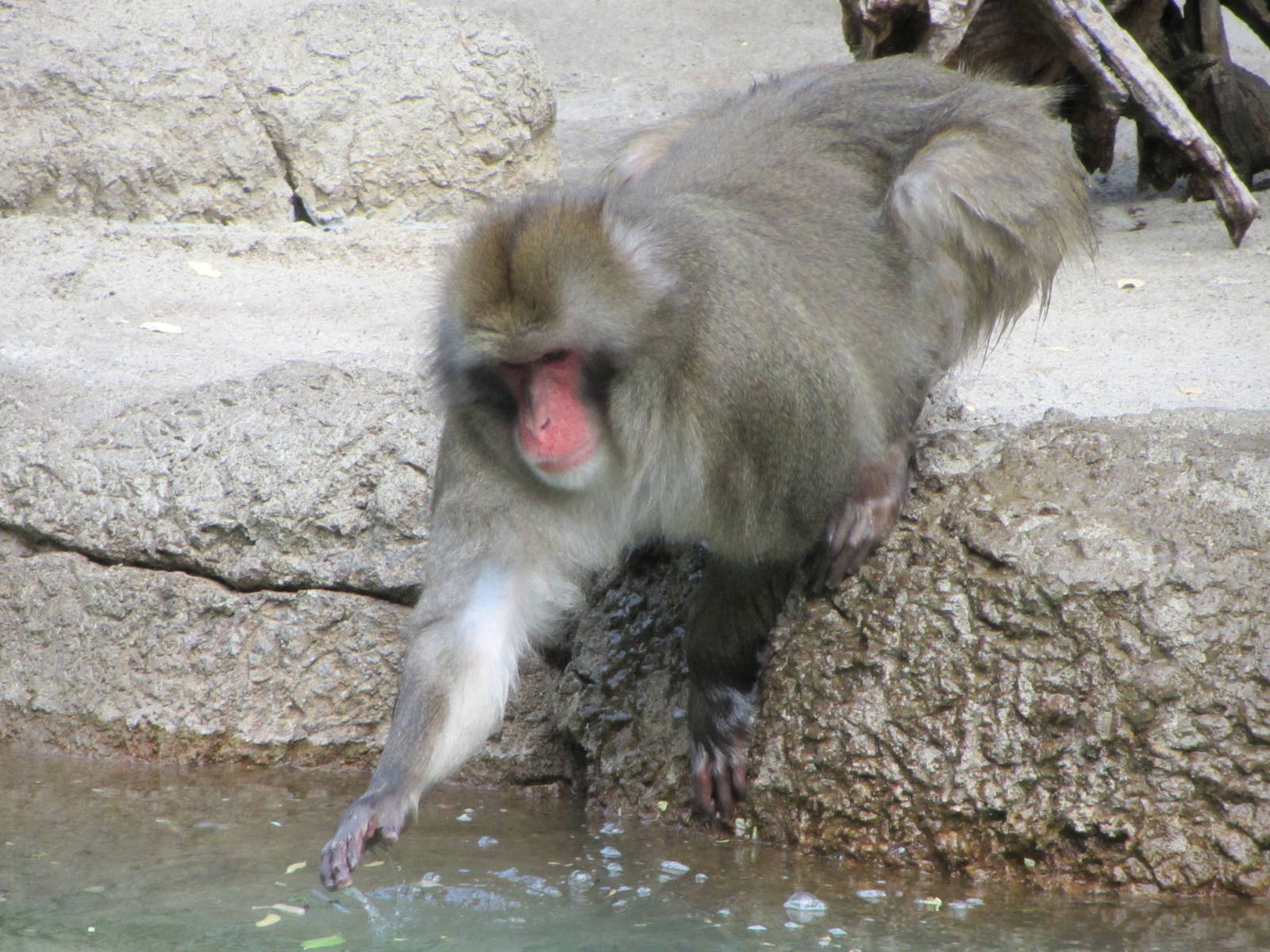 Japanese Macaque