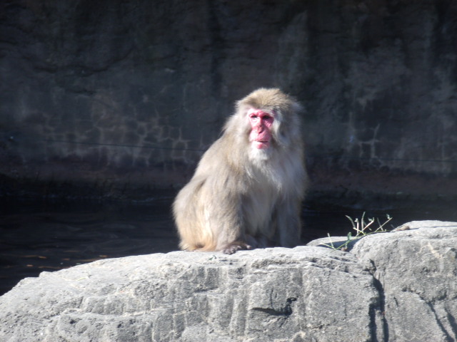 Japanese Macaque