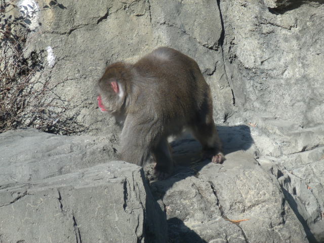 Japanese Macaque