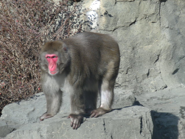 Japanese Macaque