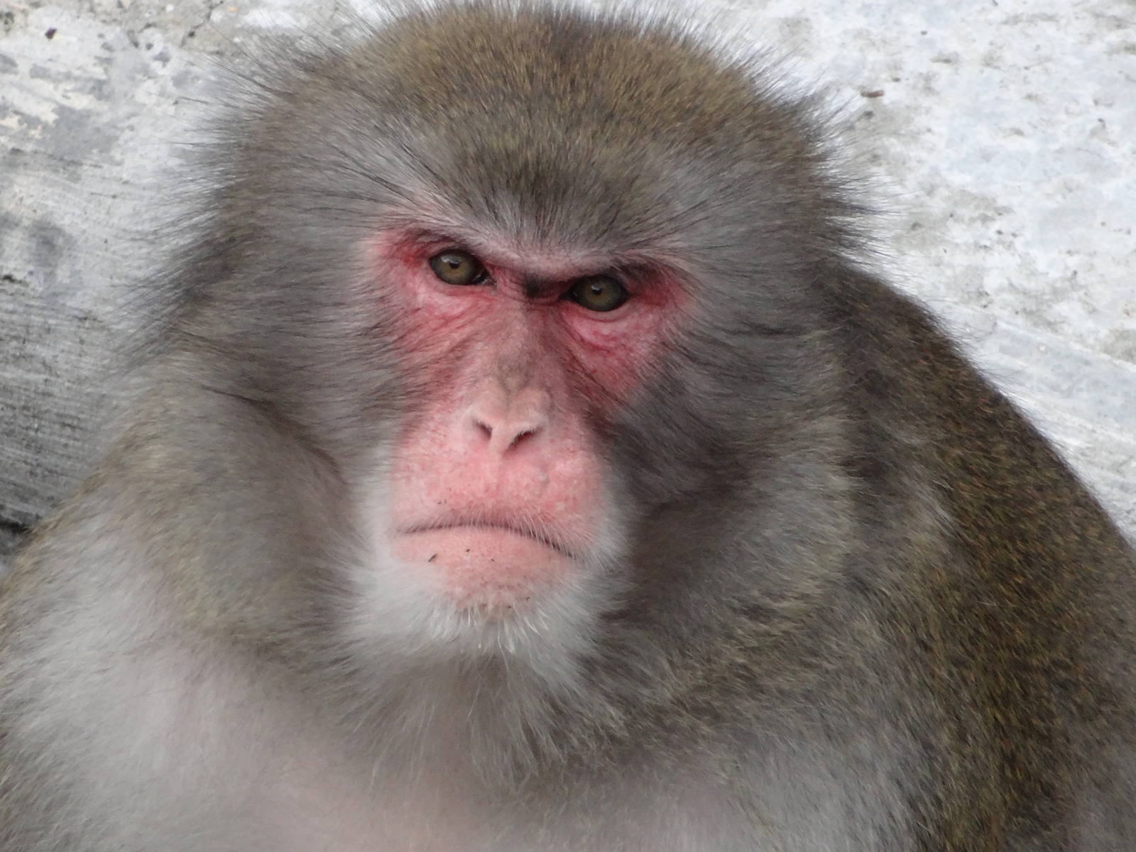 Japanese macaque