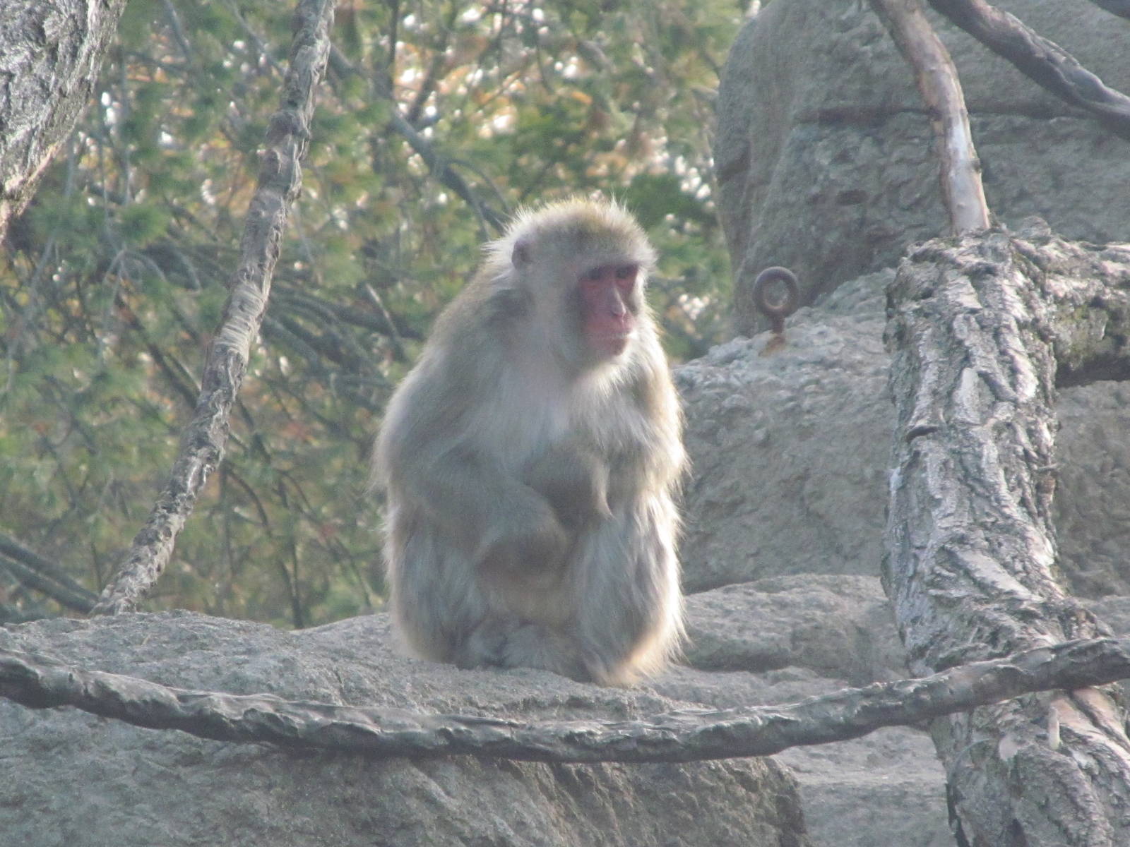 Japanese Macaque