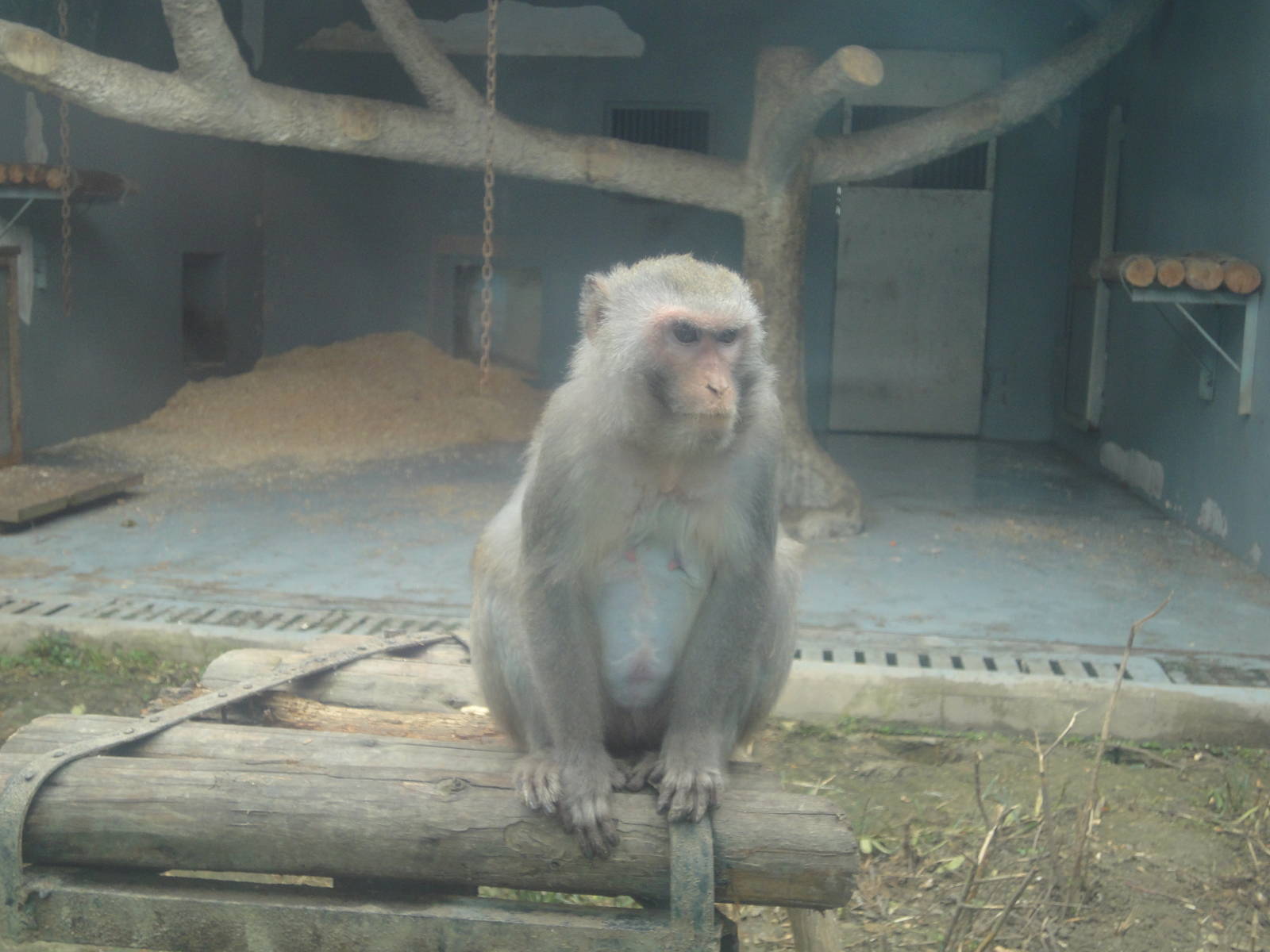 Japanese Macaque