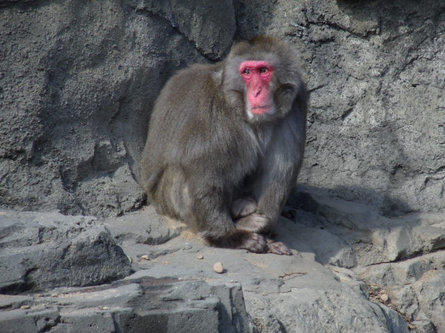 Japanese Macaque