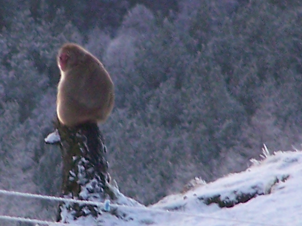 Japanese macaque