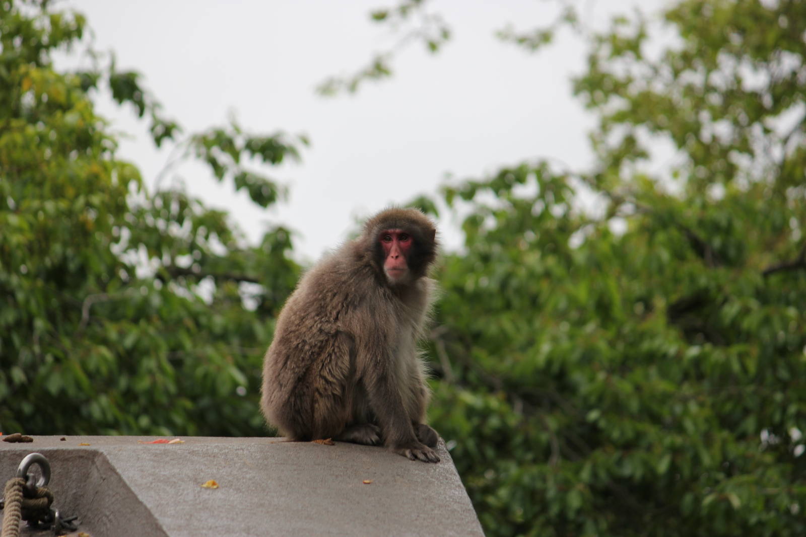 Japanese macaque