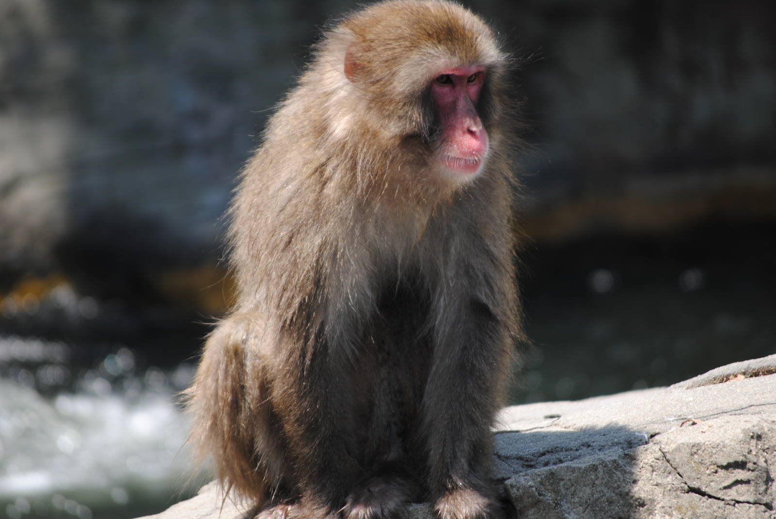 Japanese Macaque