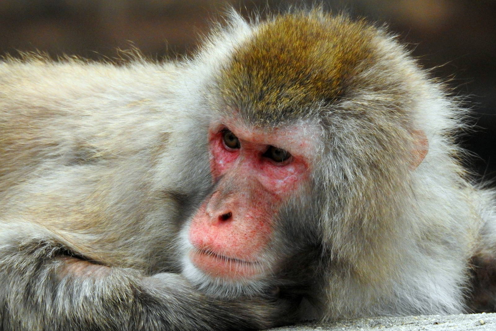 Japanese Macaque