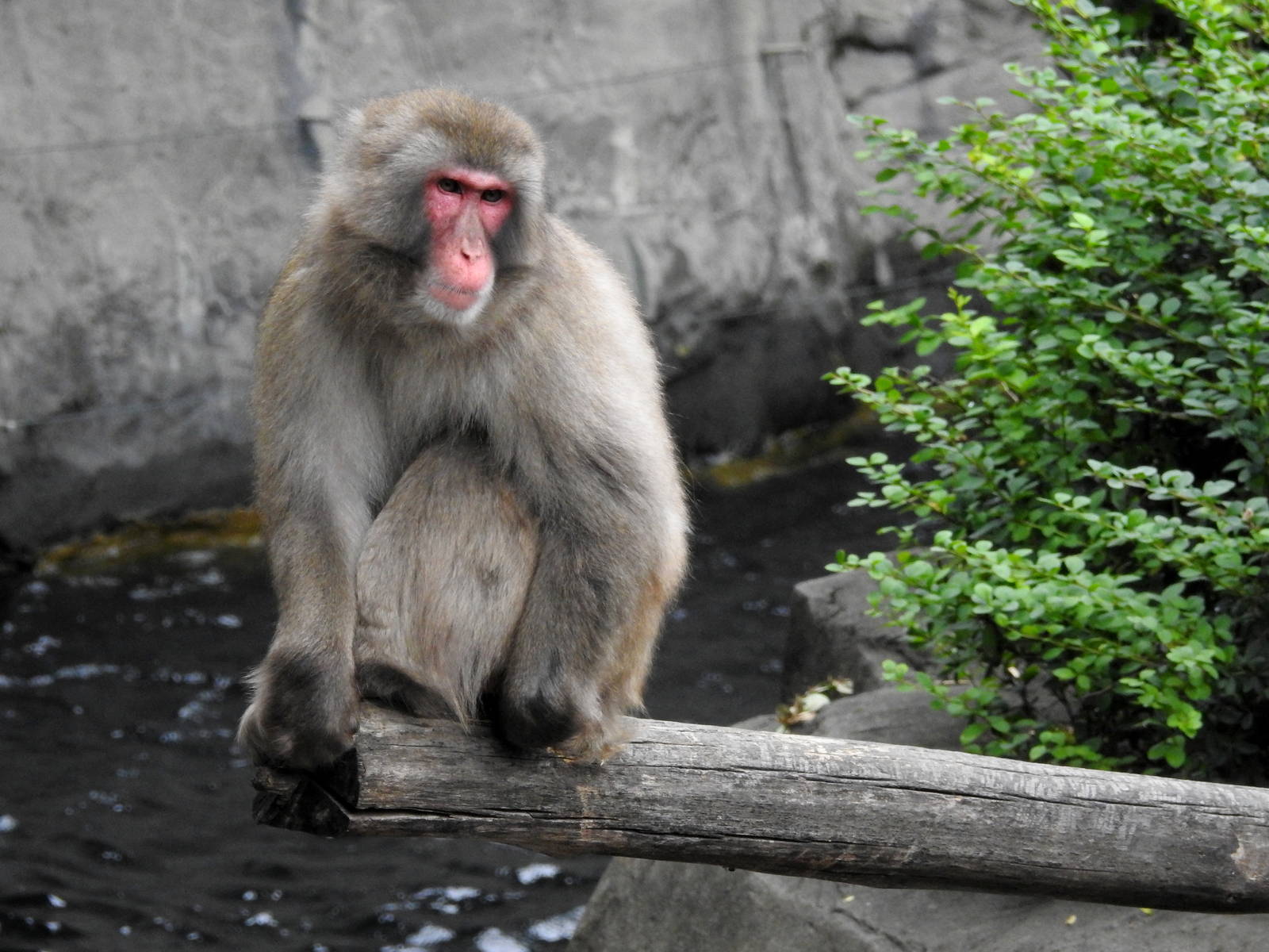 Japanese Macaque