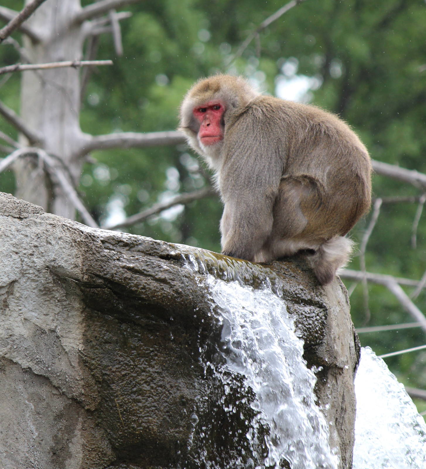 Japanese Macaque