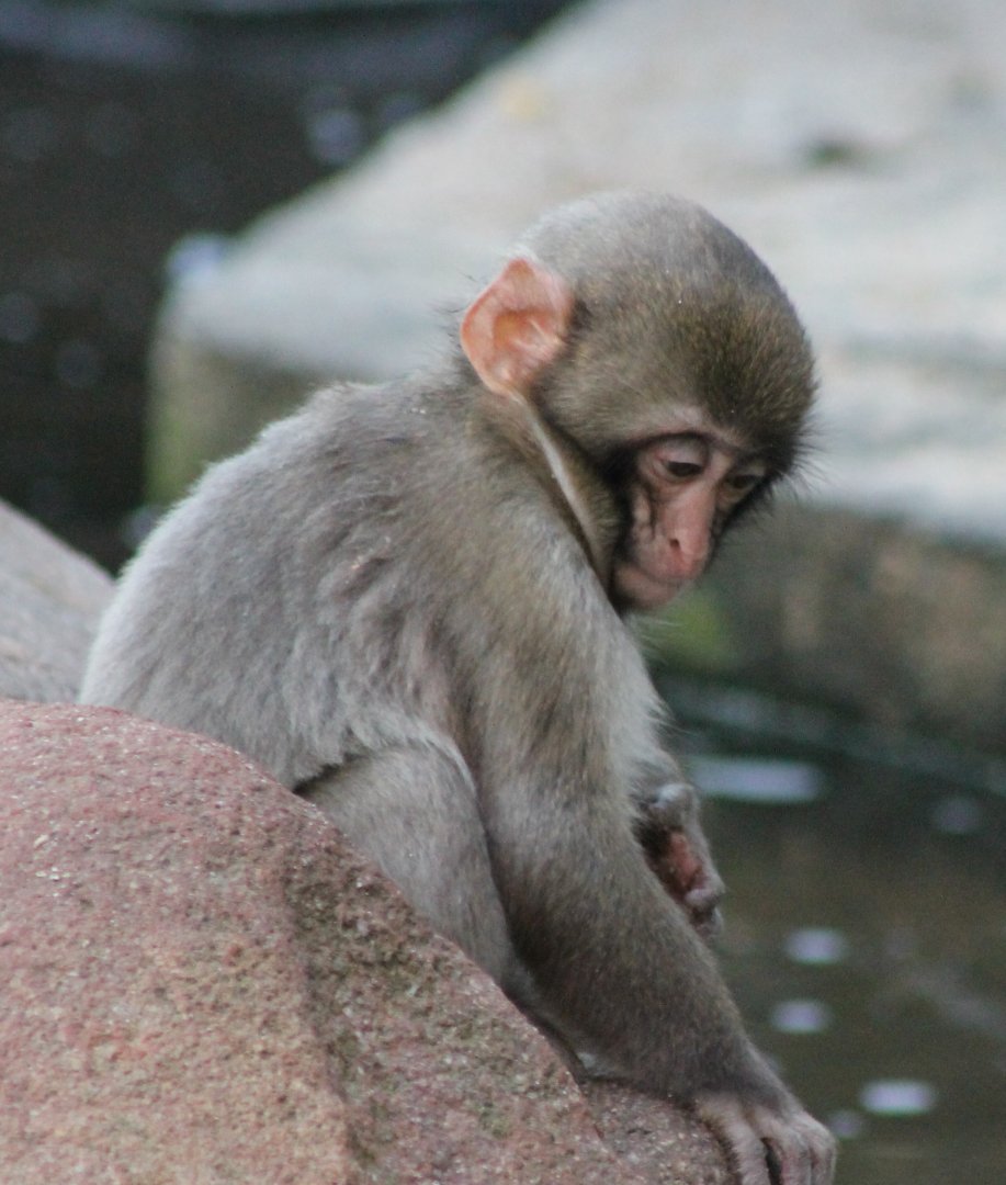 Japanese macaque