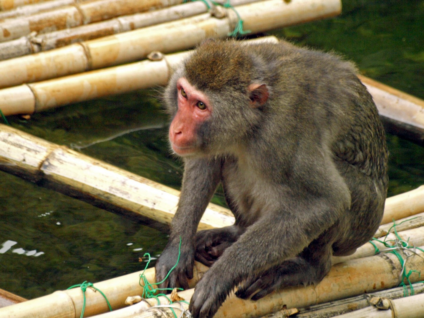 Japanese macaque